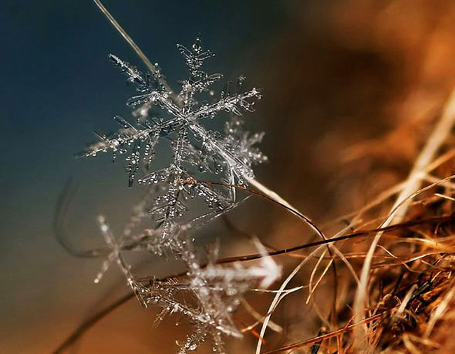 Photo Macro Snowflakes